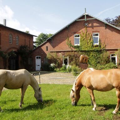 Ein Haflinger und ein anderes helles Pferd grasen vor dem Werkgut auf der Wiese bei Sonnenschein
